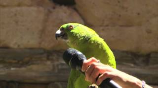 Parrot Sings Seven Songs at Disney World [upl. by Asirralc594]