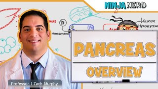 Endocrinology  Pancreas Overview [upl. by Assener]