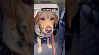 Service Dog Gets His FIRST Custom Vest servicedog musicpuns [upl. by Suzy]