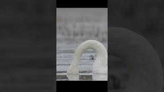 Лебедь кликунWhooper swan birds wildlife shots [upl. by Nnylsaj209]