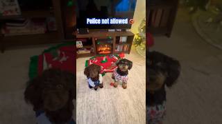 No police is allowing in our house puppy dogapparel shorts shortsfeed shortvideo trending [upl. by Winne]