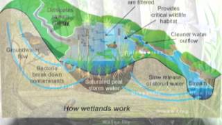 What is a Wetland [upl. by Salomo]