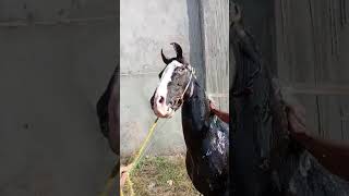 Malang horse take bath 🐴 Wahoo 🥰 horse viralshorts arabianhorse arabic vedio horsebathing [upl. by Ive435]