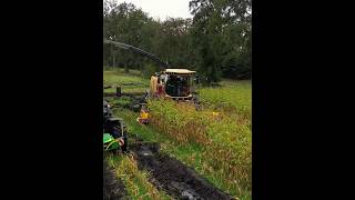 Fodder Beet Harvesting shortsvideo shorts [upl. by Kassity]