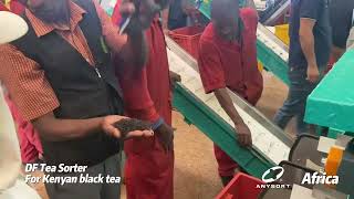 Anysort DF Tea Sorter For Kenyan black tea，Clean the rod plate and impurities once [upl. by Hajar]