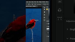 Remove Scarlet Tanager Complex Background in Photoshop shorts [upl. by Nathalia]