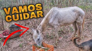 COMO ENGORDAR CAVALO SEM GASTAR MUITO [upl. by Ammon]