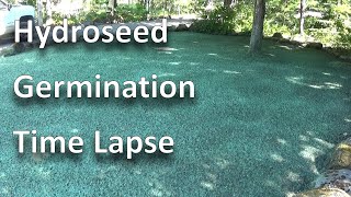 Hydroseed Germination TimeLapse Hand Seeding vs Hydroseeding Establishing a lawn in full shade [upl. by Blodget]