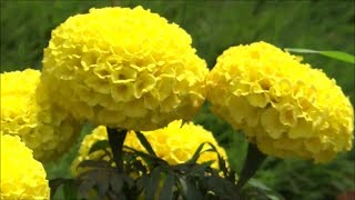 Beautiful Flowers  Tagetes Erecta  African Marigold Yellow Color [upl. by Castorina]