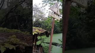 পাখির গ্রাম আশুর হাটঝিনাইদহBird Fairbirds foryou new nature shortvideo shortvideo [upl. by Jocelin604]