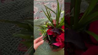 plants bundle poinsettia plantsmakepeoplehappy [upl. by Oni]