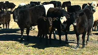 Mad cow disease discovered in Calif [upl. by Eimaral]