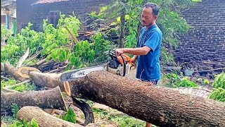 Tebang pohon trembesi belakang rumah  Stihl ms381 [upl. by Scopp50]