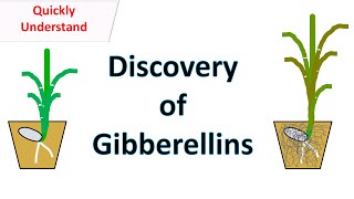 Discovery of Gibberellins [upl. by Enuahs]