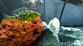 My new nimbochromis venustus maleorfemale African Cichlid [upl. by Colyer]