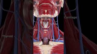 The Thyroid Gland Your Bodys Metabolic Regulator shorts [upl. by Paule]