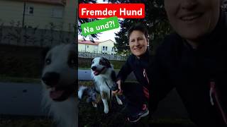 Fremder Hund💪🐶 na und ⁉️ hundeerziehung [upl. by Orapma]