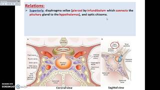 The Pituitary Gland 1  Site and Relations  Dr Ahmed Farid [upl. by Nerw626]