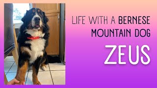 Life with a Bernese Mountain Dog [upl. by Riley442]