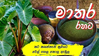 Matara style Wel Gahala Ambula  වෙල් ගහල කොල ඇඹුල ඇඹුල් පලාව [upl. by Jory]