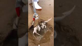 Bastığın yerleri kum diyerek geçme😂🎣 fishing fish balıkavı balikavi shortvideo deniz balık [upl. by Attemaj]