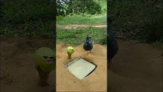 Bewakoof kabutari 😅🤣😂 funny comedy kabutari [upl. by Lledo]