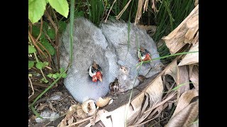 Little Guinea Fowl Keets Hatching In Our Food Forest [upl. by Llenil]