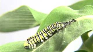 Monarch Caterpillar molting its skin Time Lapse [upl. by Cohen]