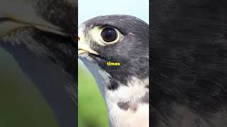 The Peregrine Falcon Natures Speed shorts youtubeshorts viralshorts [upl. by Enasus]