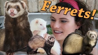 AMAZING FERRETS  Dook Dook Ferret Magazine [upl. by Jedidiah]