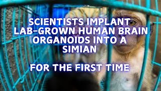 Implanting labgrown human brains into monkeys [upl. by Aciamaj]