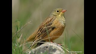 Ortolan bunting Emberiza hortulana Βλαχοτσίχλονο [upl. by Deni]