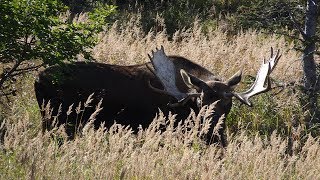 BEST PLACE FOR VIEWING MOOSE IN ANCHORAGE ALASKA [upl. by Annaeed]