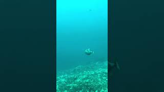 Diver Attacked by Aggressive Triggerfish in Bali [upl. by Molohs717]