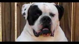 100 Johnson American Bulldog [upl. by Pasahow]