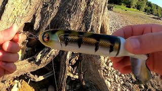 premier silure au whopper plopper 190 [upl. by Ennazus]