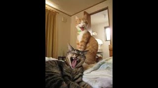 The Most Funniest Cat Moments Ever Captured on Camera Part 2 [upl. by Ainwat]