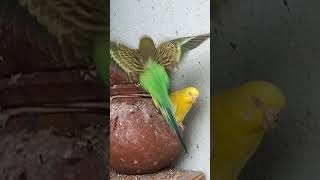 lutino and green budgie pair and their chicks birdfeeding lutinolovebirds budgies birds [upl. by Nawak394]