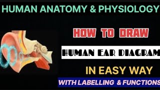 How To Draw Human Ear Diagram In Easy Way l With Labelling amp Functions l HAP l B Pharm 1st Sem [upl. by Annawal]