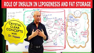 Role of Insulin in Lipogenesis and Fat Storage👨‍⚕️ [upl. by Cassilda739]