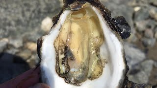 Fresh Oyster here in Nordsee Germany 🇩🇪 oyster [upl. by Atronna]