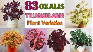 83 OXALIS TRIANGULARIS SPECIES  Oxalis Plant Varieties with Names  Plant and Planting [upl. by Dionisio]