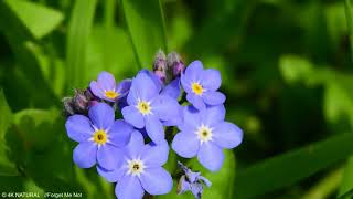 Beautiful 4K Forget Me Not Flowers Ultra HD Nature [upl. by Alegnaoj907]