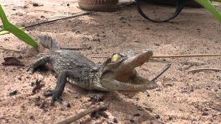 Cute baby crocodile squeaking [upl. by Adina]