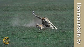 Cheetah 🐱 high speed Gazelle hunt  CLASSIC WILDLIFE [upl. by Blane]