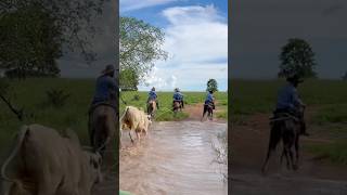 Desafios da pecuária 🇧🇷🎥 pecuaria cavalo agropecuaria pecuariabrasil fazenda nelore [upl. by Neira724]