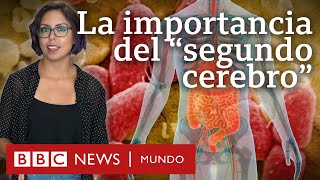 Por qué son tan importantes los microbios del intestino al que llaman quotsegundo cerebroquot [upl. by Tevis]