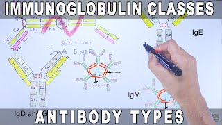 Immunoglobulin Isotypes  Antibody Classes [upl. by Barcroft497]