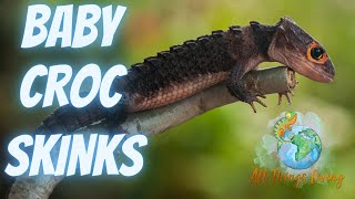 My Crocodile Skinks Wont Stop Breeding [upl. by Yelreveb973]