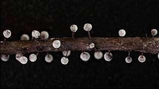 Amazing world of Myxomycetes Time lapse [upl. by Appilihp]